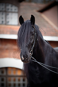 黑马的肖像鬃毛宠物动物友谊竞赛农场马具荒野马背运动雄伟高清图片素材