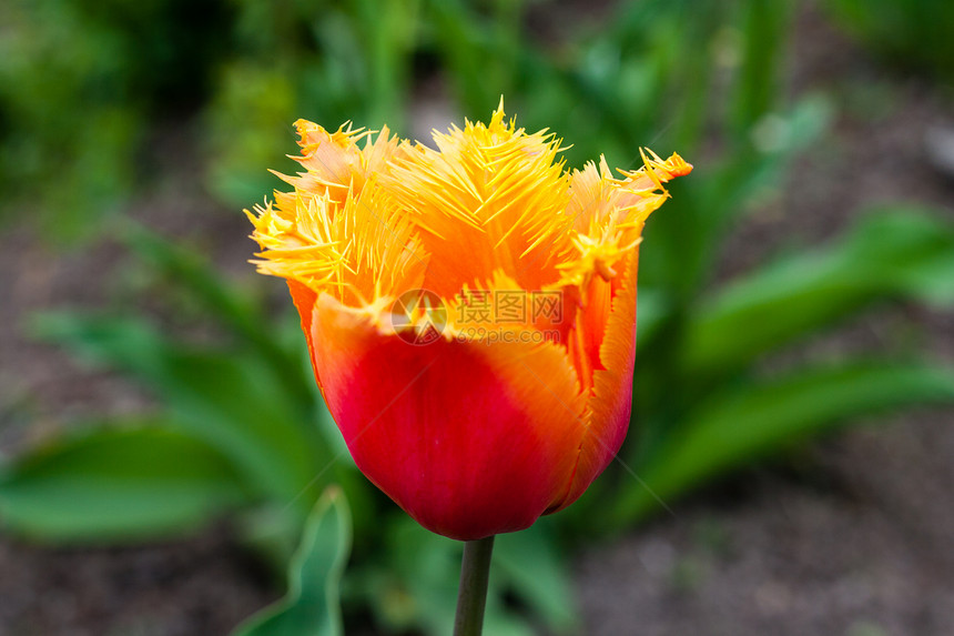 郁金tullip宏观植物花瓣橙子花园黄色植物群郁金香绿色活力图片