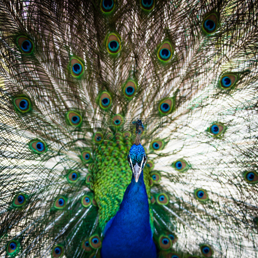 羽毛出场的好孔雀优雅脖子野生动物眼睛活力仪式尾巴鸡冠花男性热带图片