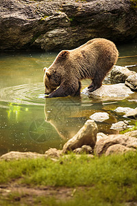 布朗熊动物主题棕熊在水中沐浴高清图片