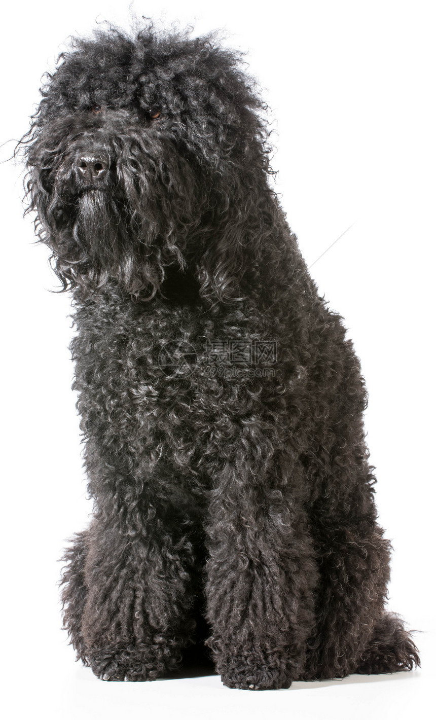 图标白色家畜小狗外套工作室黑色哺乳动物犬类猎犬宠物图片