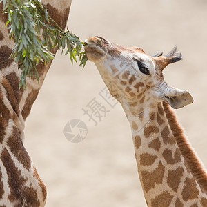 索马里年轻的长颈鹿吃晚饭哺乳动物动物园俘虏动物棕色树叶婴儿脊椎动物野生动物网状背景