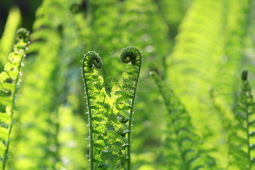 费尔森林植物学植物绿色叶子植被环境蕨类树叶植物群图片