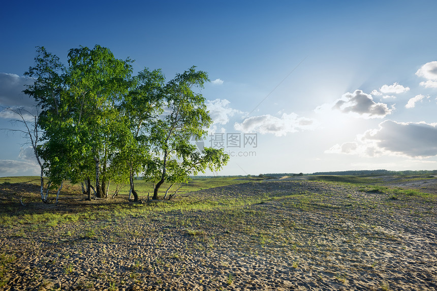 沙漠中的树木场景沙丘野生动物色彩柔软度干旱阳光天空金子荒野图片