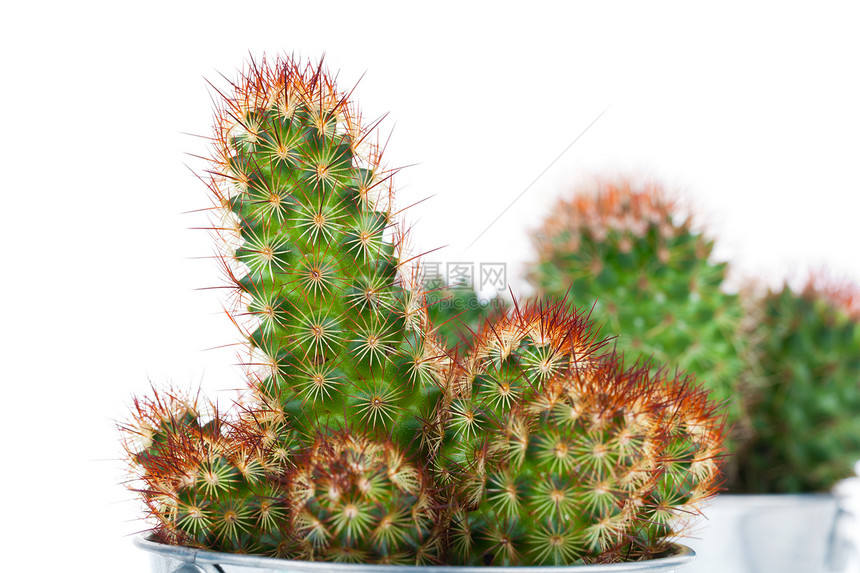 金属桶中白底金属桶中的succulent仙人掌沙漠房子植物学尖刺花园植物生活肉质脊柱盆栽图片