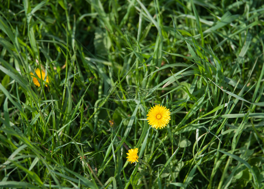 花层树叶花朵公英草地场地喜悦草药休息图片
