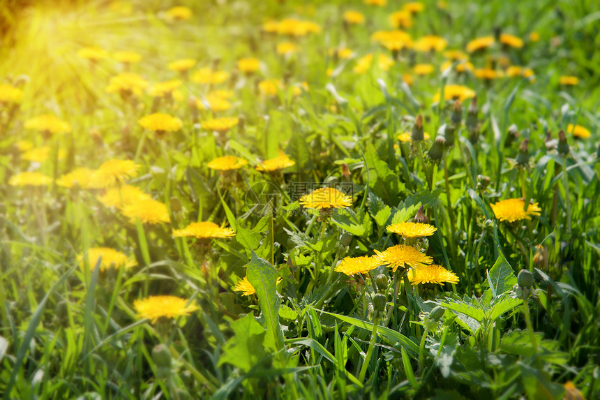 花层休息草地草药场地树叶喜悦花朵公英图片