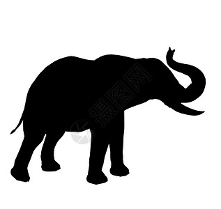 大象剪影大象 说明 Silhouette哺乳动物长毛插图獠牙动物园艺术剪影动物背景