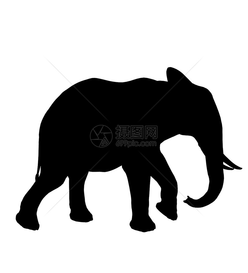 大象 说明 Silhouette剪影艺术獠牙长毛哺乳动物插图动物动物园图片