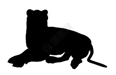 狮子说明Silhouette剪影插图猎豹艺术老虎背景图片
