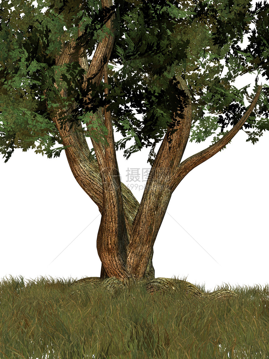 一棵大树硬木幼苗灌木库存森林树苗木头木材软木图片