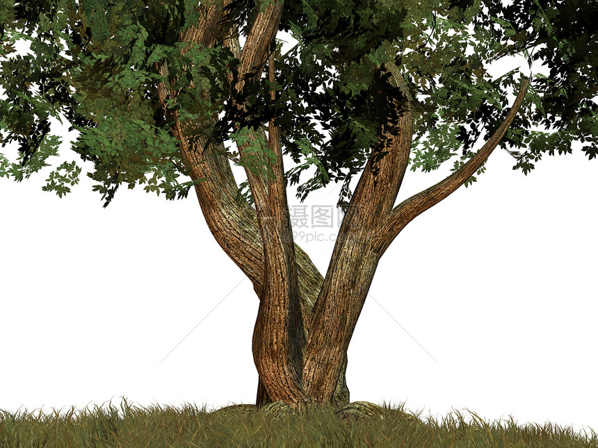 一棵大树库存木头森林灌木树苗木材硬木幼苗软木图片