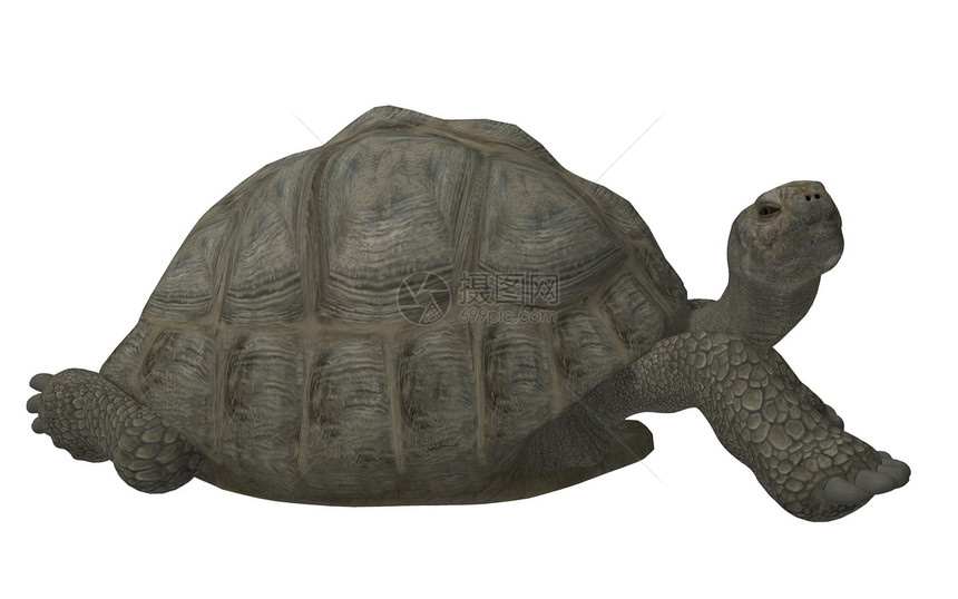 大海龟泥龟水龟假鼠红色鳄龟黄色图片
