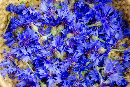 鲜蓝色花花花本底背景图片