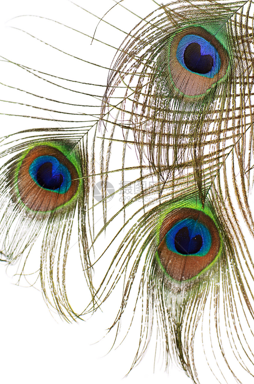 白背景孤立孔雀的羽毛蓝色热带金子尾巴野生动物宏观装饰情调异国风格图片