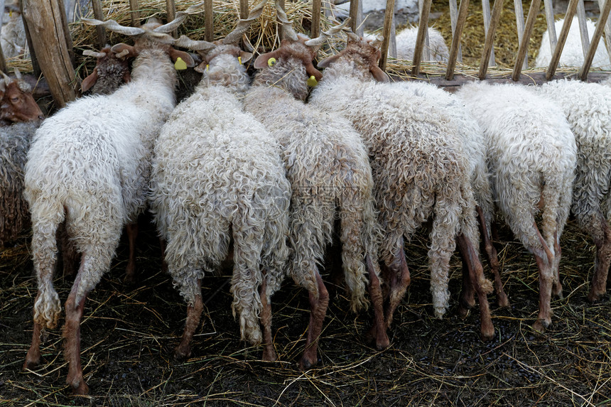 农场的牧羊农田草地牧羊人动物学牛奶羊毛野生动物食物场地母羊图片