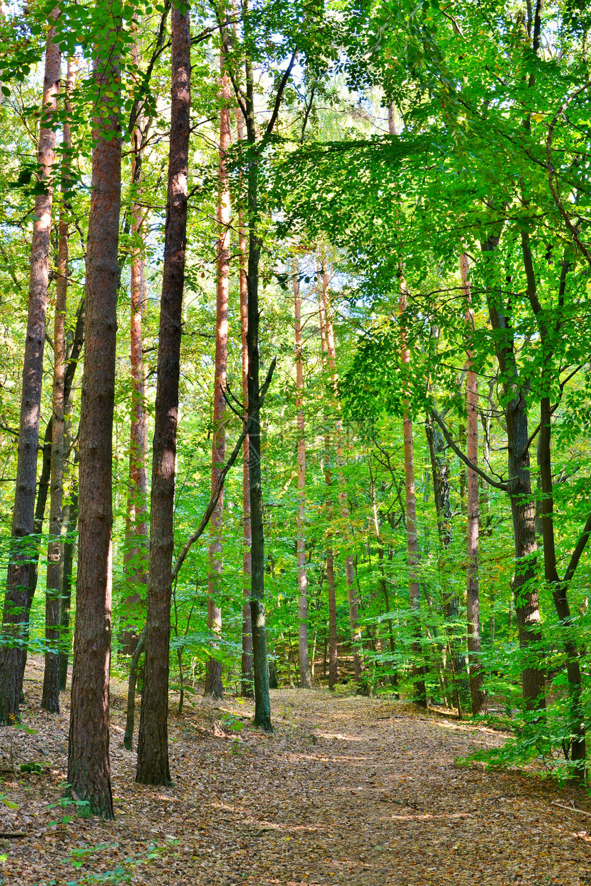 秋天的森林黄色环境树木太阳植物群途径生态小路绿色木头图片