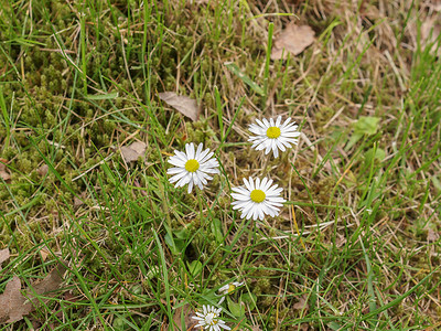 黛丝花花草地植物花朵草坪英语植被雏菊常年绿色植物群背景图片