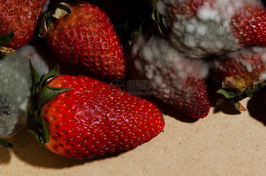 Mold草莓腐烂宏观食品食物霉菌衰变破坏菌类植物塑料图片