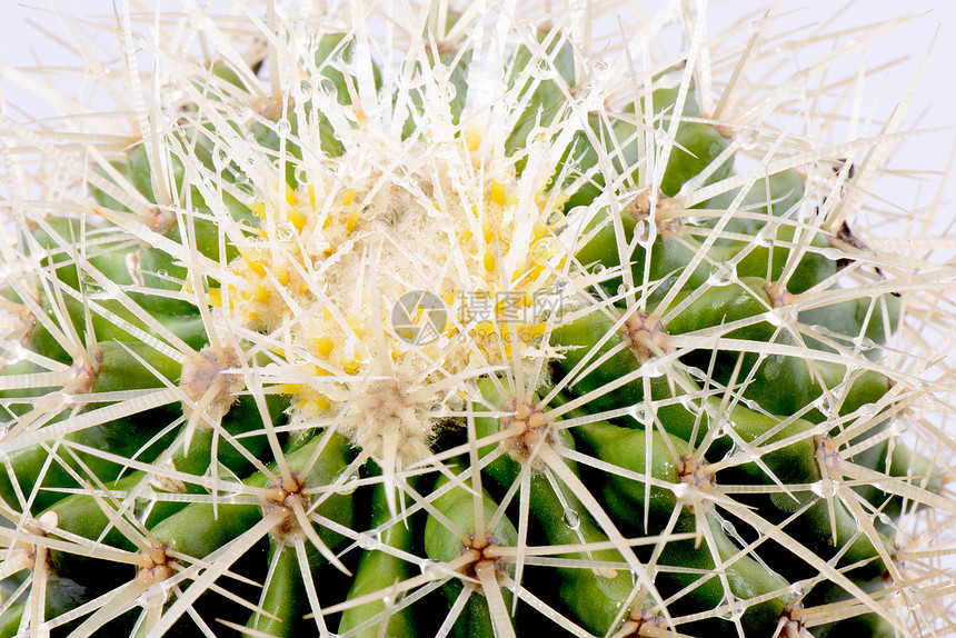 Cactus 特写金子生活环境热带花园沙漠生长荒野叶子干旱图片