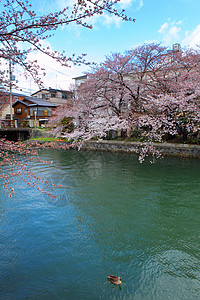 樱花落在河里比瓦运河湖 带有萨库拉背景