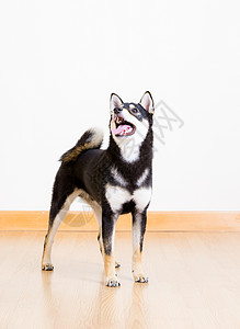 黑西巴伊努狗小狗停留房间柴犬地面宠物座位黑色木头白色背景图片