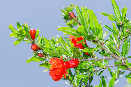 春春花花的枝子 石榴花 日光红花背景图片