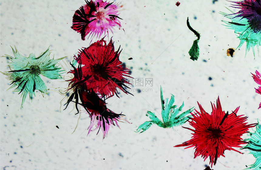 苹果显微图细胞摄影细胞核显微镜营养光学幻灯片照片水果微图图片