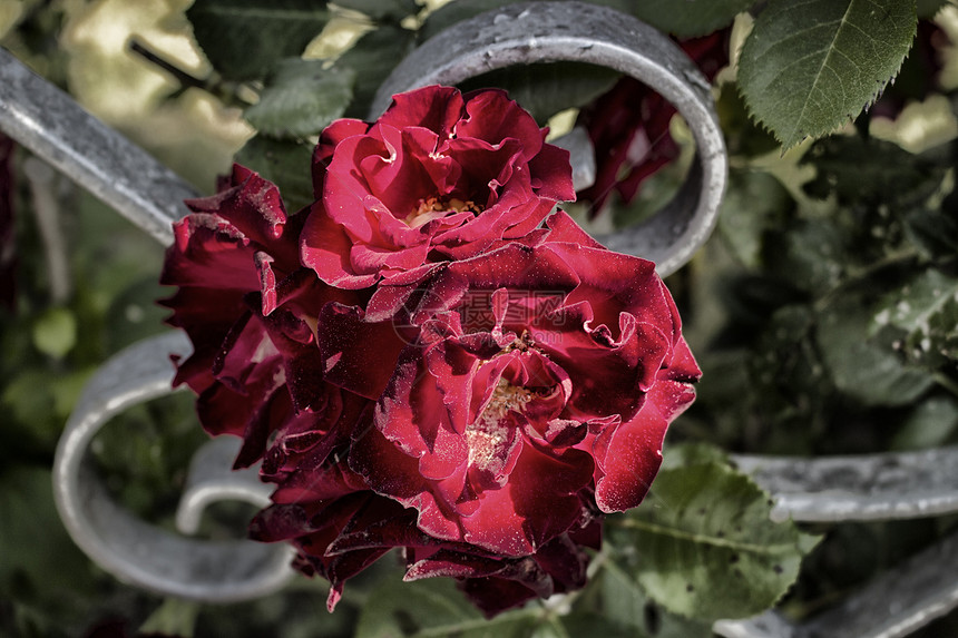红玫瑰蔷薇白色树叶分支机构绿色玫瑰花园图片