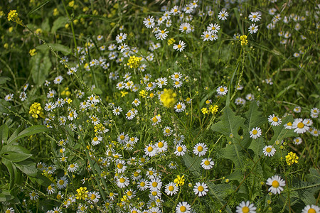 Daisies 宏 贝利斯 Perennis束草黄色绿色杂草白色常年背景图片