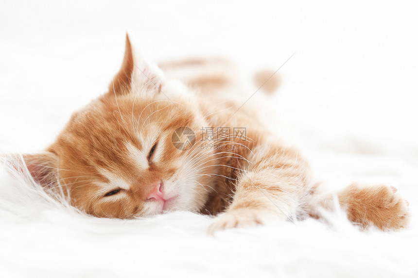红小猫白色奶油橙子休息猫科动物头发毛皮短发睡眠宠物图片