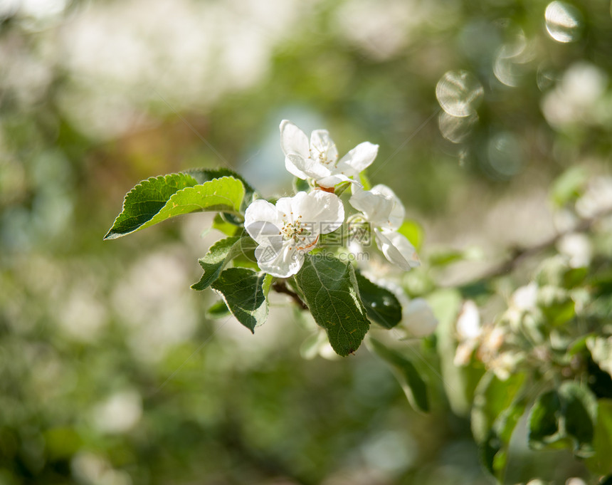 苹果花水果植物阳光花园植物学生活绿色乡村叶子季节图片