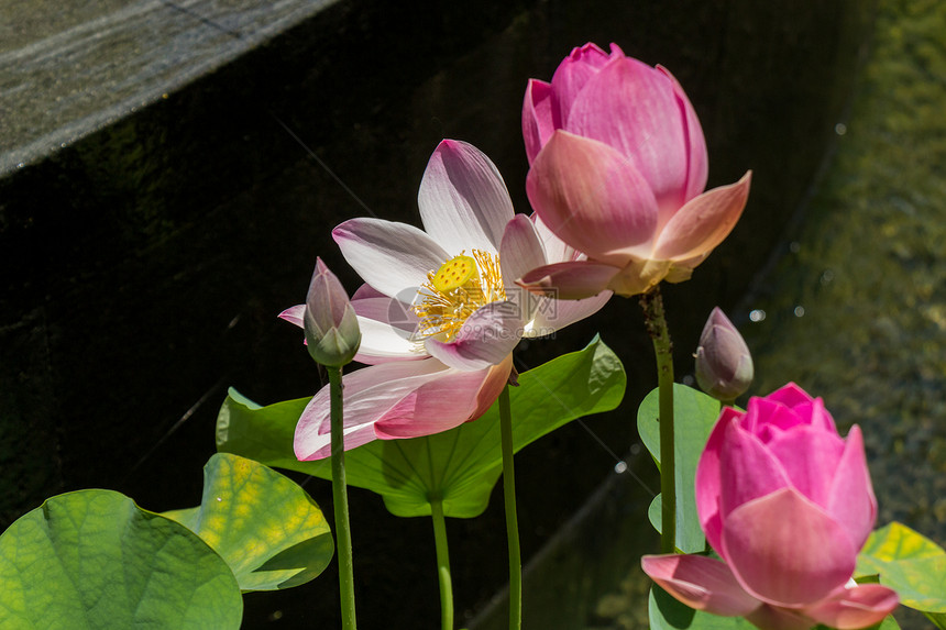 美丽的香香粉红水百合花瓣香味雄蕊睡莲荷叶生长植物群生态热带园艺图片