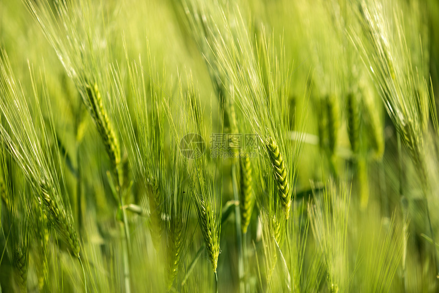 绿色新鲜小麦特贴照片晴天粮食农田生活土地草地植物农村收成生长图片