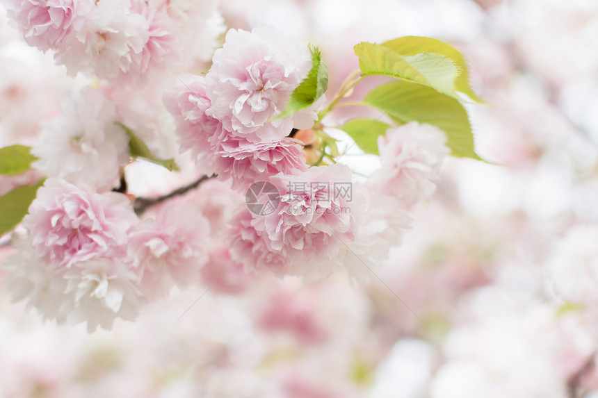 樱花花粉色风景旅行旅游游客植物群季节植物植物学图片