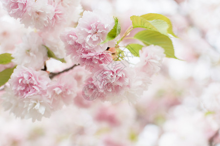 樱花花粉色风景旅行旅游游客植物群季节植物植物学背景图片