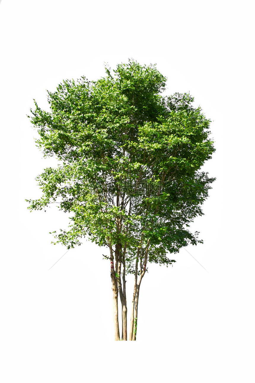 白色背景上的树植物植物学叶子绿色收藏森林生长环境季节性图片