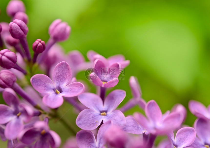绿色背景上的春紫花花朵Name芳香植物雌蕊季节园艺花瓣花园衬套植物学叶子图片
