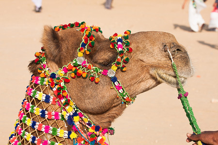 骆驼礼服蓝色装饰品哺乳动物单峰节日运输文化奢华装饰风格拉贾斯坦邦高清图片素材