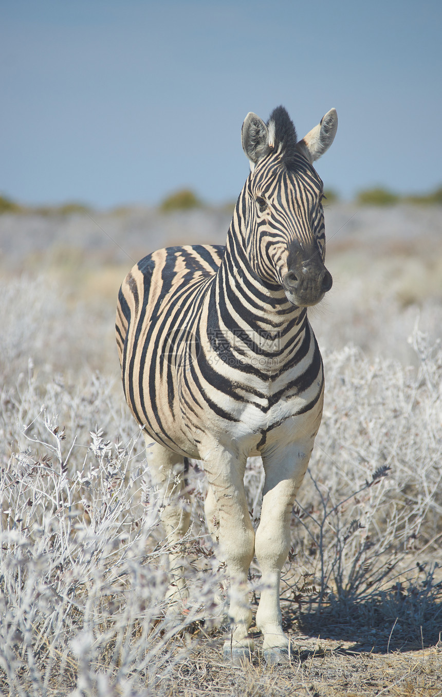 斑马国家鬃毛公园马属野生动物荒野条纹黑色白色图片