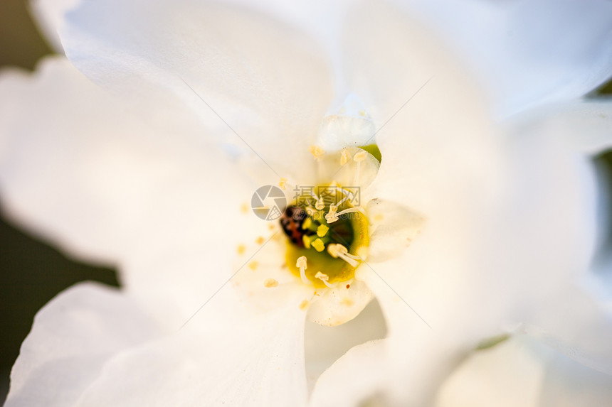 梨树上紧贴着那朵鲜花枝条宏观花园阳光生长小枝果园花瓣植物花粉图片