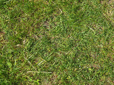 草地草绿色材料背景图片