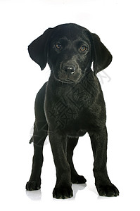小狗拉布拉多检索器黑色动物宠物犬类工作室背景图片
