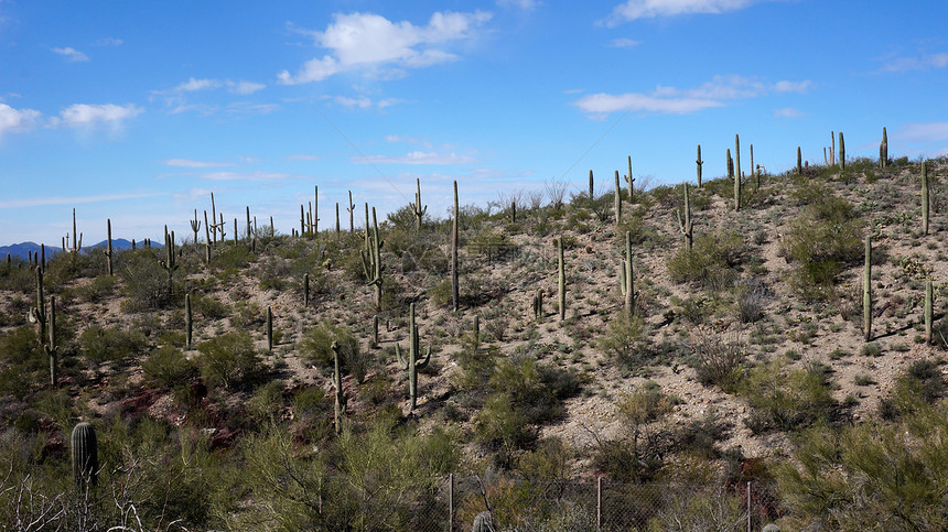 亚利桑那索诺拉沙漠博物馆内的景象植物学干旱植物群天空蓝色公园植被沙漠花园植物图片