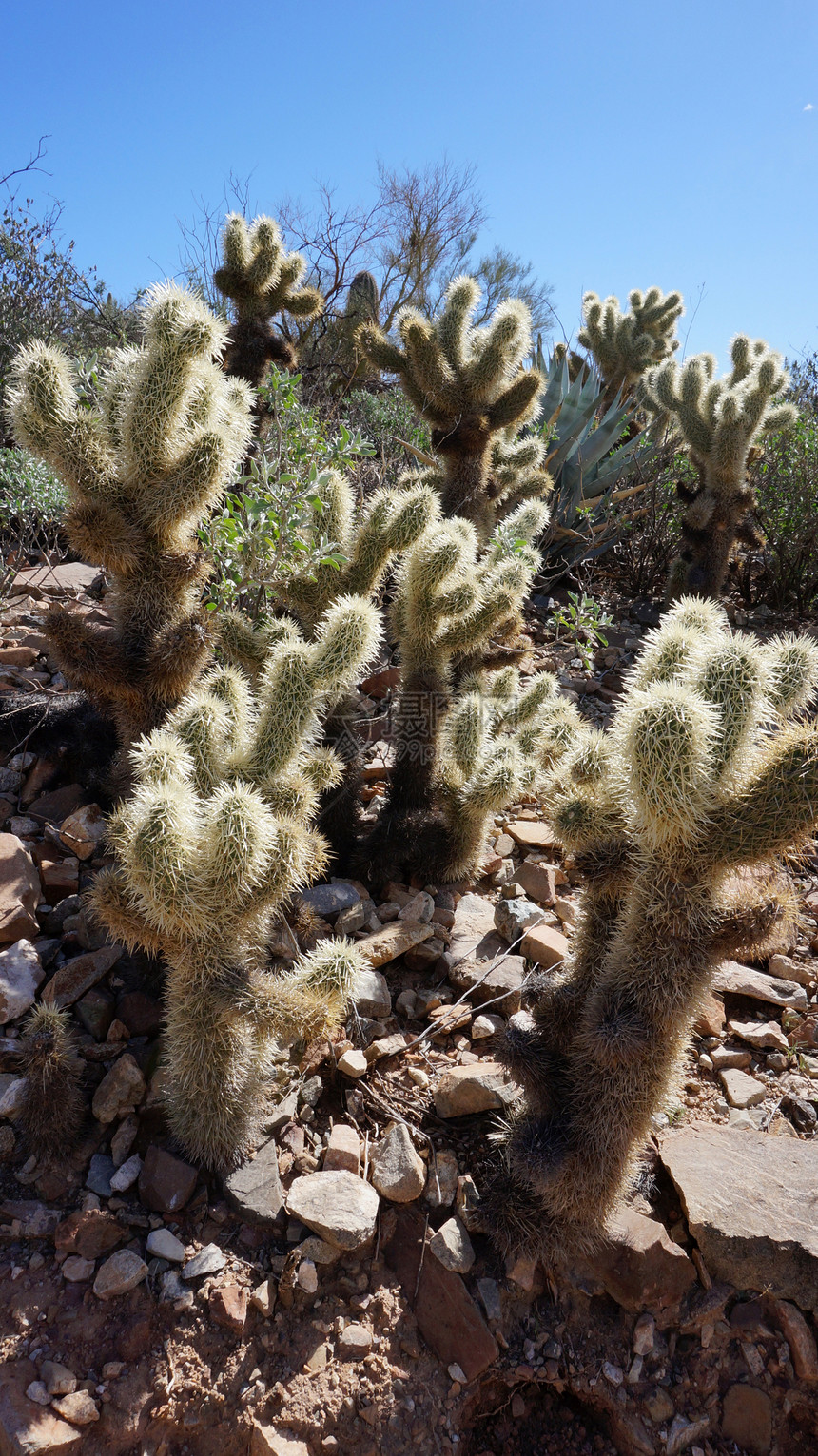 亚利桑那索诺拉沙漠博物馆内的景象干旱气候植物群蓝色植物学野生动物花园植被公园植物图片