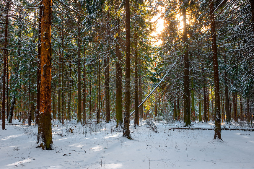 清晨拍摄的霜冻芽林图片
