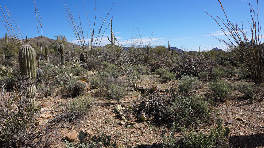 亚利桑那索诺拉沙漠博物馆内的景象蓝色花园天空水果干旱野生动物手表植物群植物公园图片