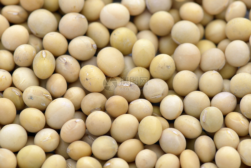 黄豆豆类蔬菜生产纤维白色黄色饮食食物特写种子图片