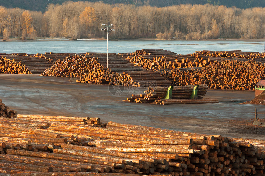 哥伦比亚河边大木材木木木伐木Lumber加工厂记录木材农村储存柴堆贮存树干材料林业森林图片
