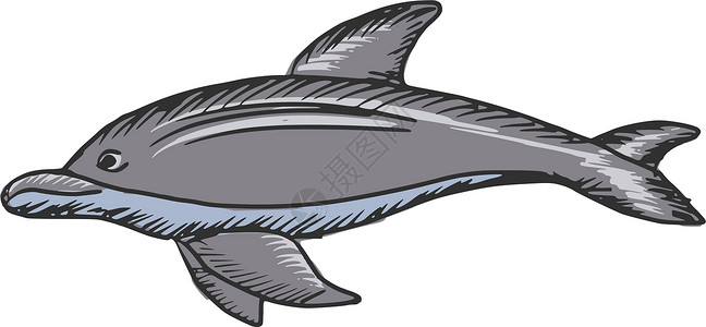 宽吻海豚海豚动物哺乳动物海洋野生动物草图荒野手绘卡通片插图设计图片